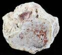 Red, Triassic Petrified Wood Section - Madagascar #59676-1